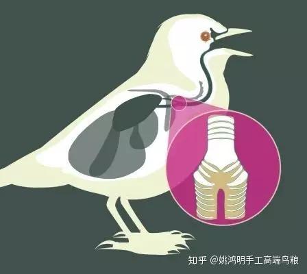 八哥鸟学语到底需不需要捻舌头啊