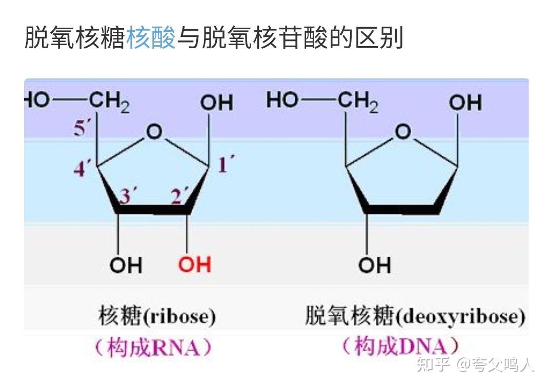 脱氧核糖与核糖为什么是单糖?那他们又与核酸是什么关系? - 知乎