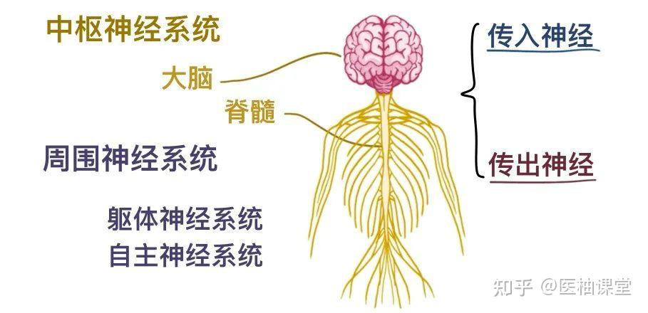 人体解剖学基础:神经系统 - 知乎