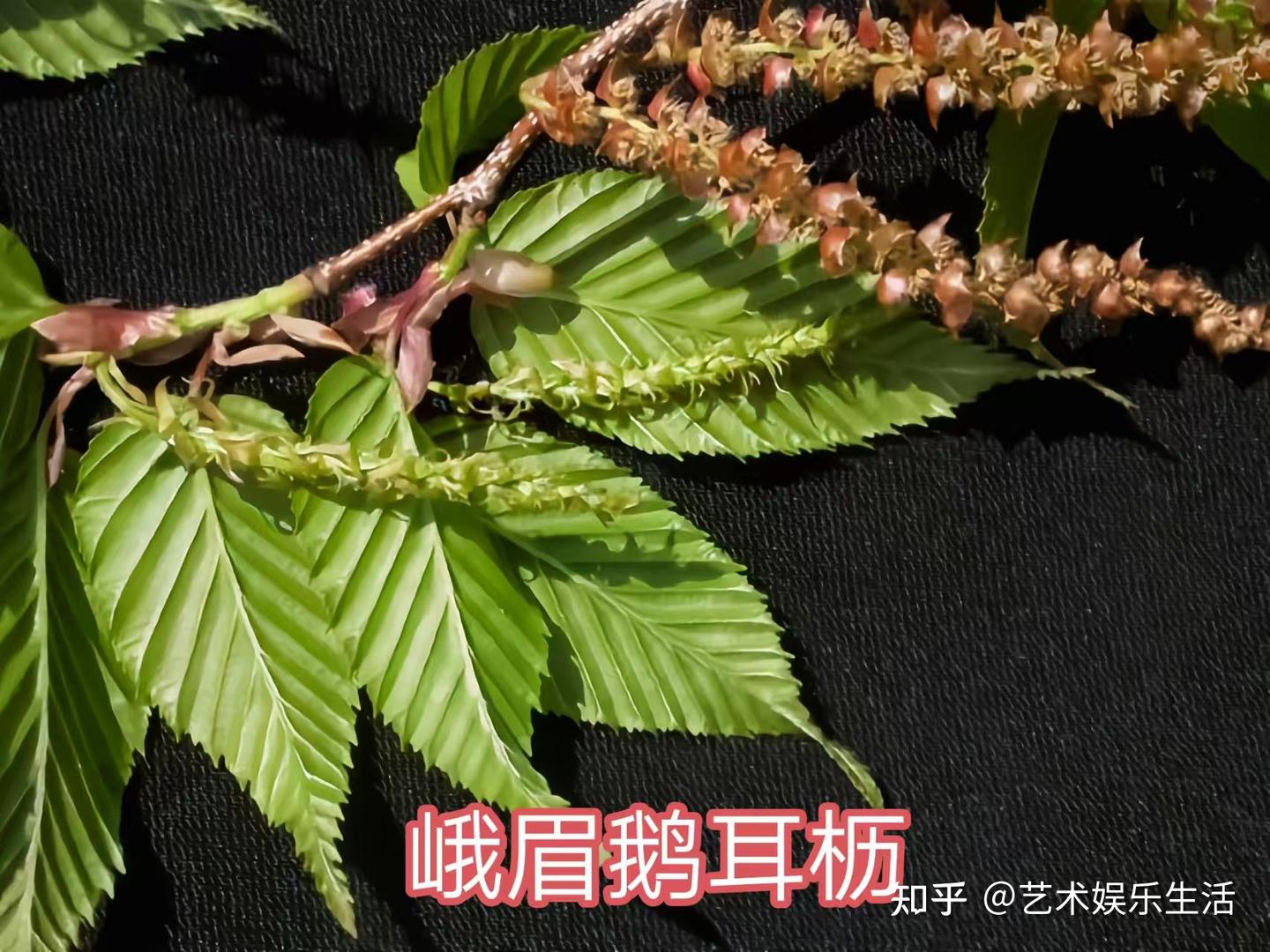 桦木科植物有哪些 - 知乎