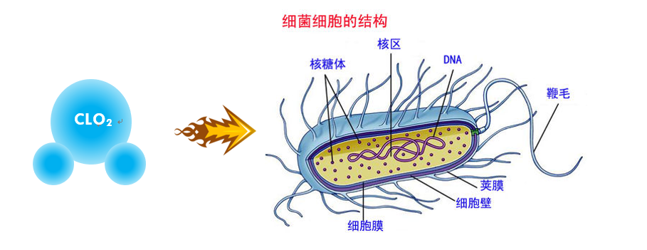 为什么二氧化氯能够杀死病毒和细菌