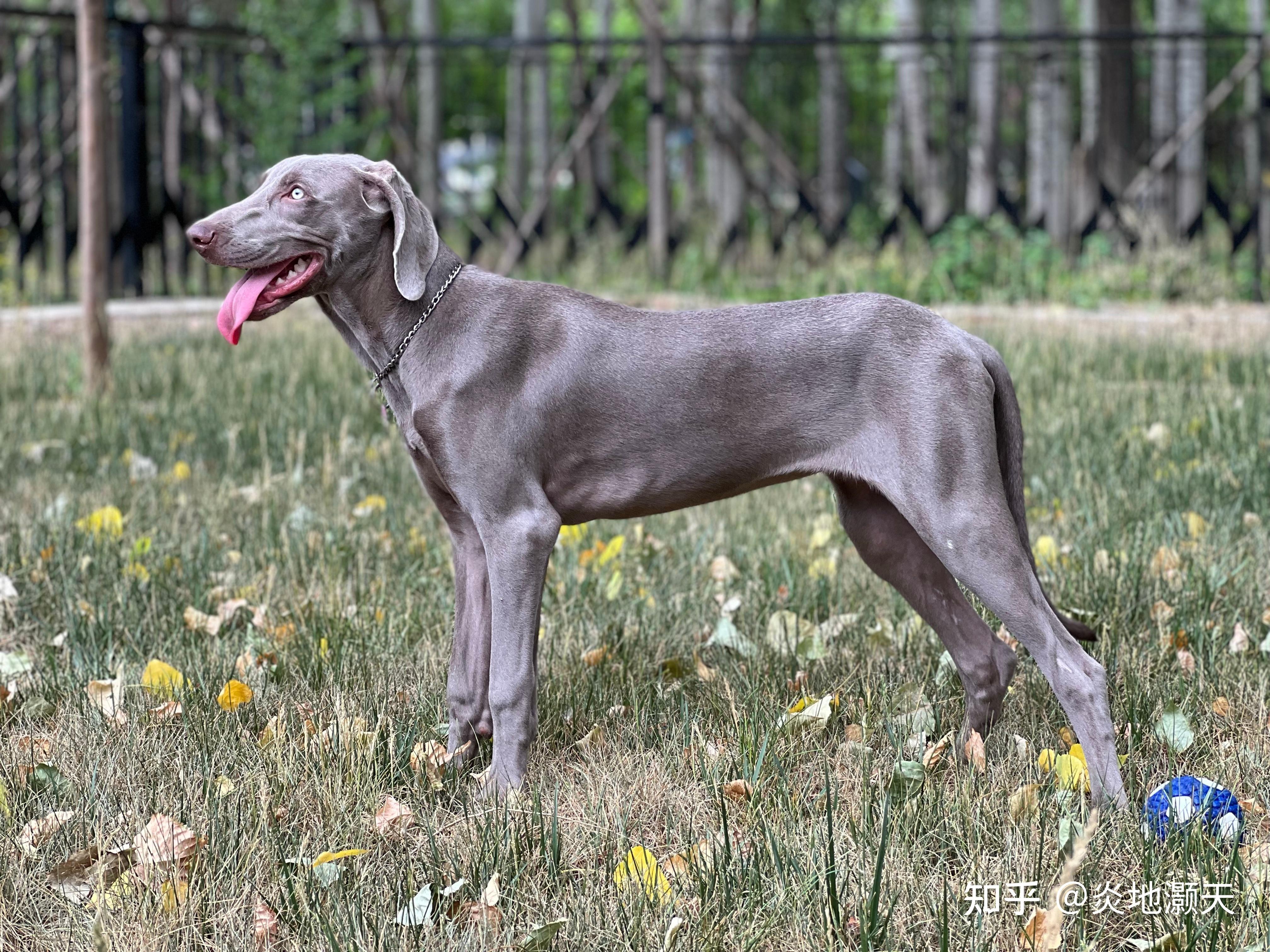 养魏玛犬是一种怎样的体验? - 知乎