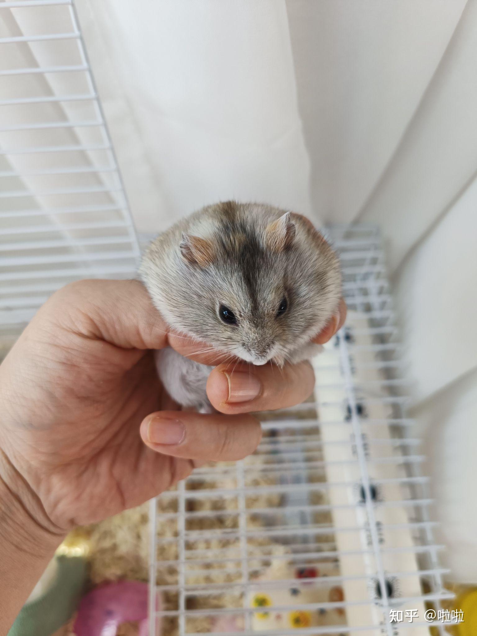 仓鼠布丁为什么毛色变黑变灰了