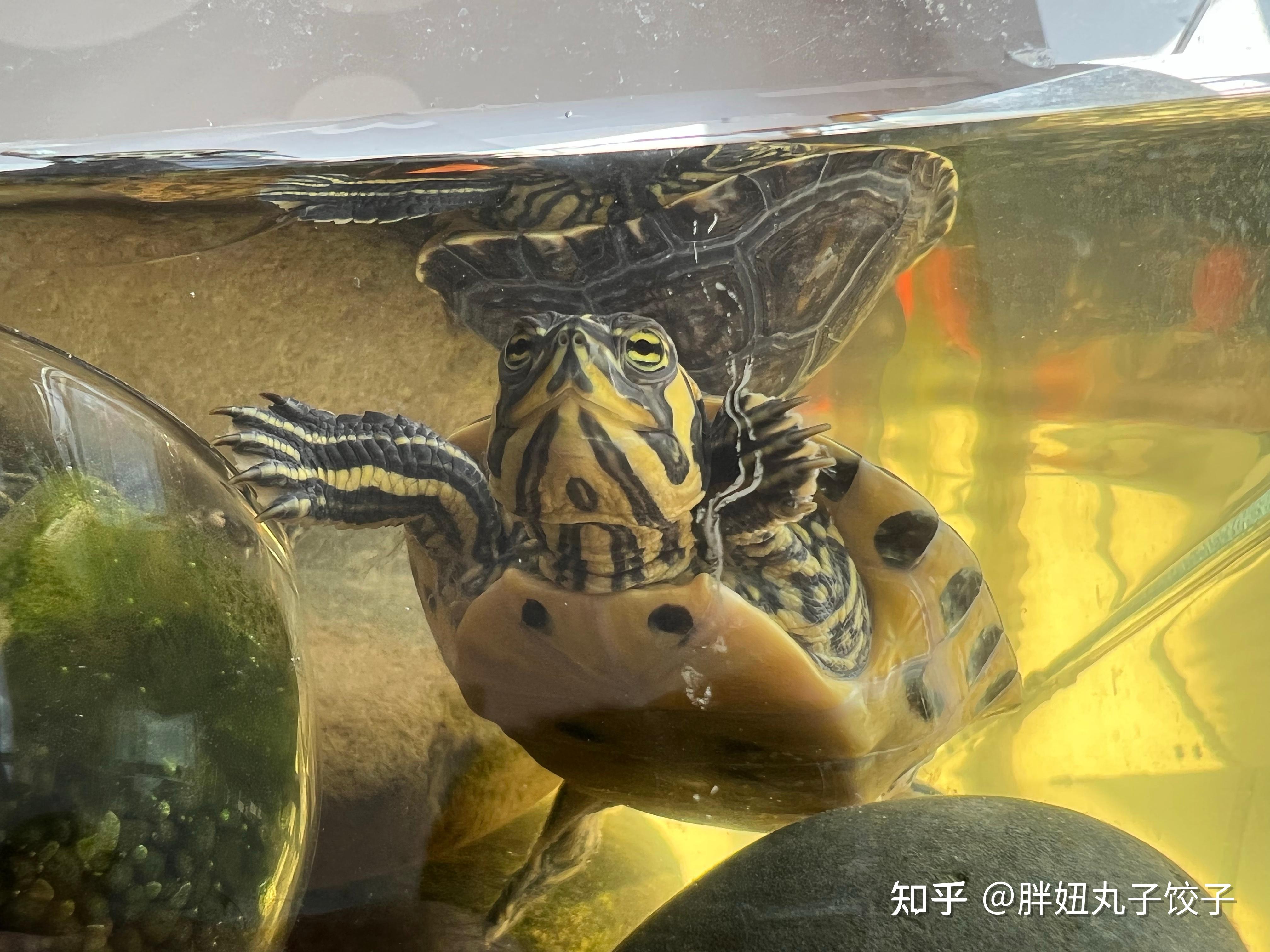 巴西龟腐皮如何干养?