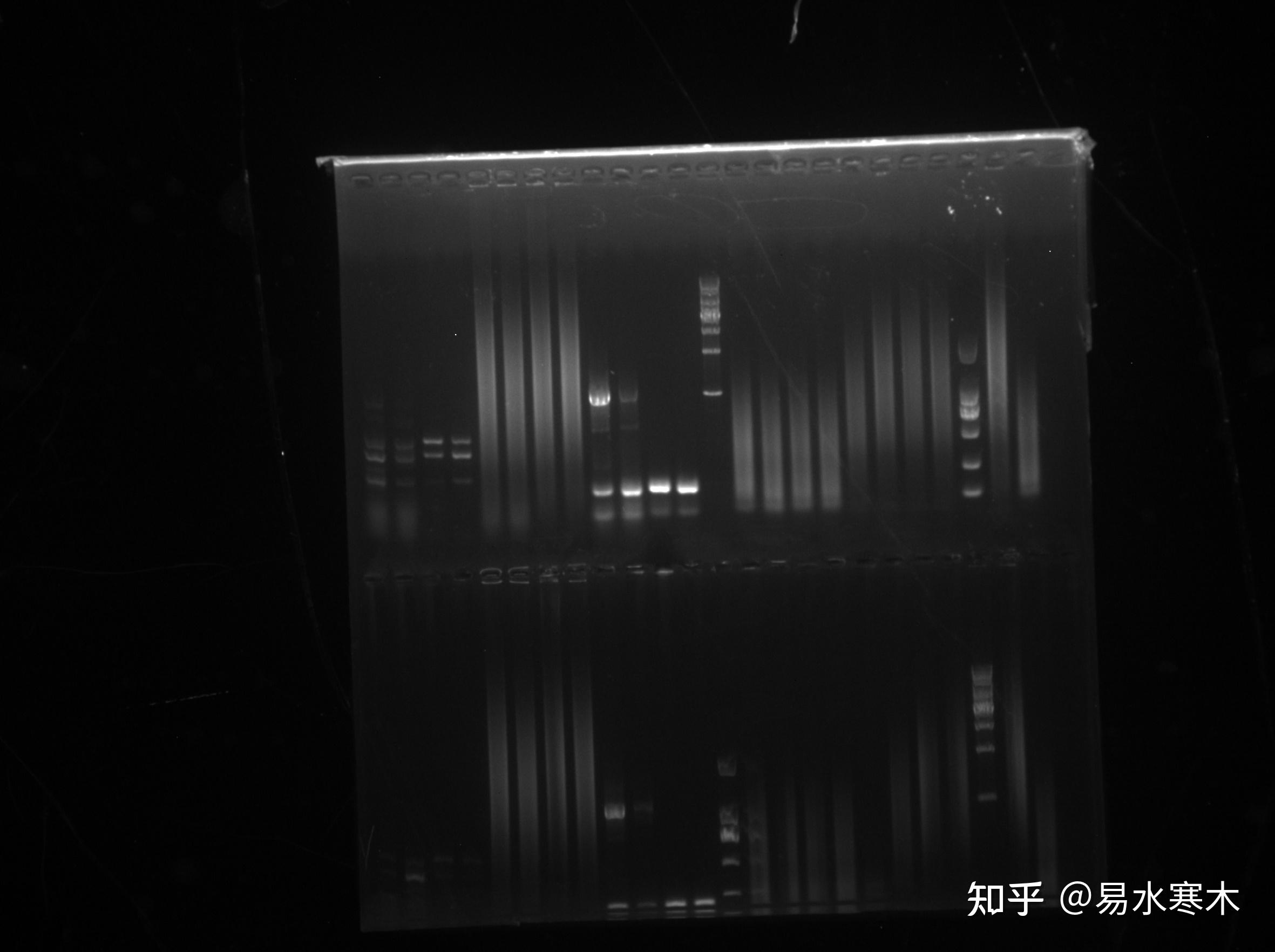 PCR扩增cDNA,条带弥散,求原因? - 知乎