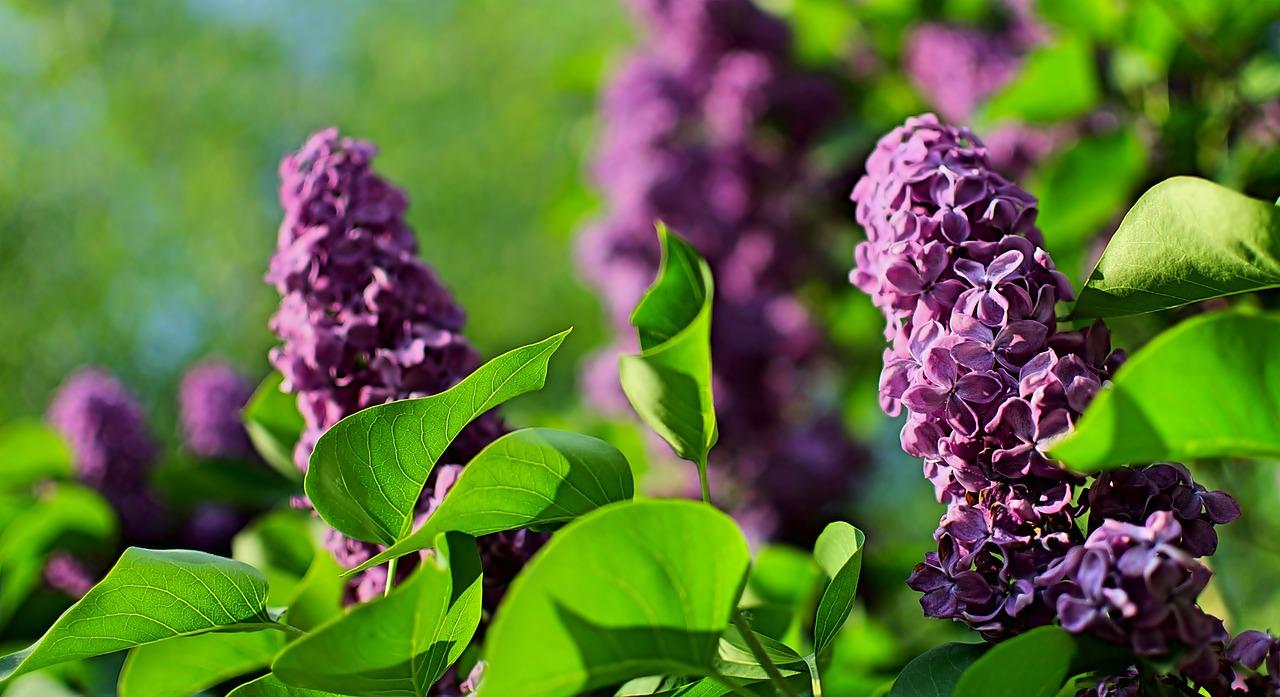 粉嫩蔷薇的美丽瞬间