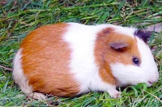 想知道这个像老鼠的猪叫什么动物