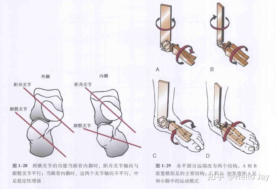 足踝部生物力学 - 知乎