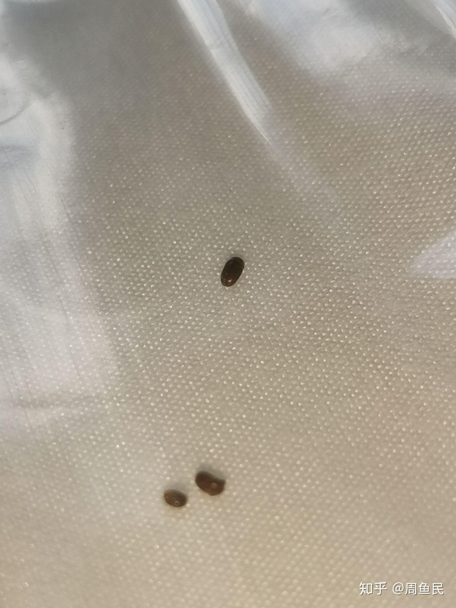 家里最近出现了很多芝麻粒大小棕褐色的小甲虫谁知道这是什么虫子啊