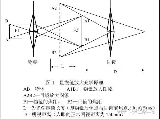 为什么显微镜的物镜越长,放大倍数越大，目镜越短，放大倍数越大? - 知乎