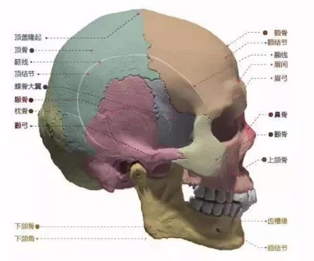 美术联考速写：头部结构该如何刻画 - 知乎