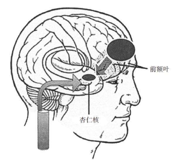 理性和情绪,前额叶和杏仁核 - 知乎