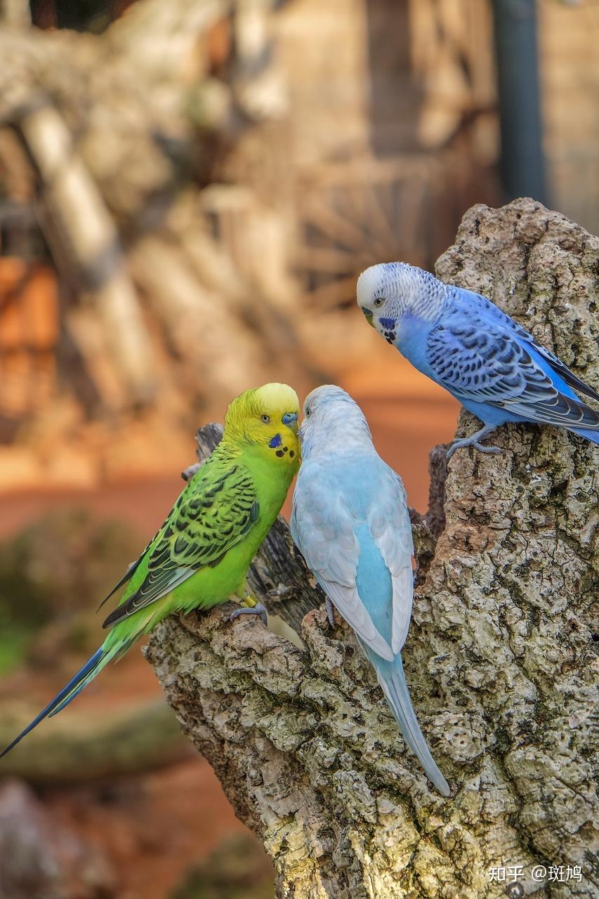新手想养个鸟,虎皮鹦鹉好还是玉鸟好有什么建议吗? - 知乎