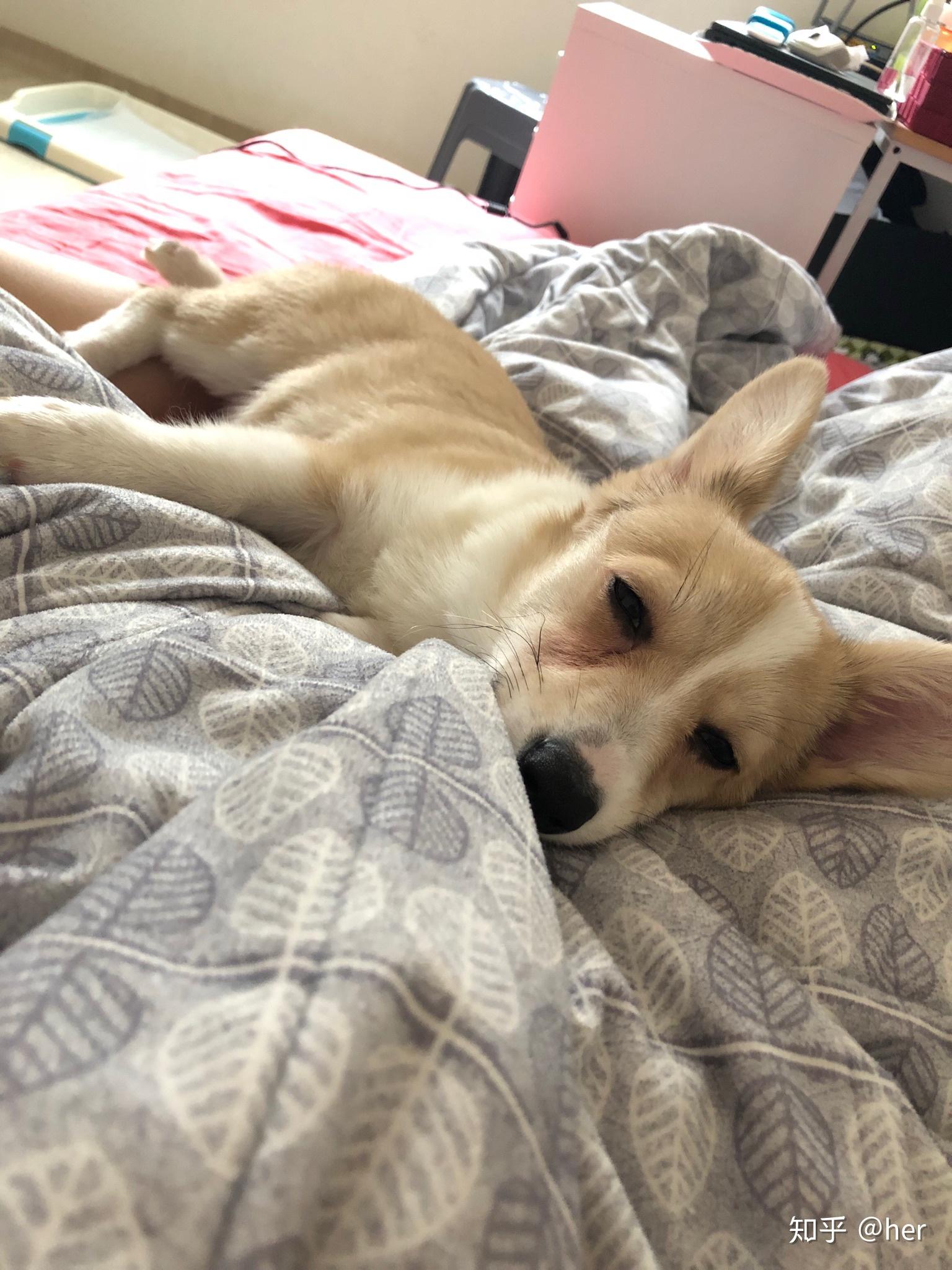 我家柯基宝宝一个多月,脸花色有点阴阳脸,换毛后会好点吗?