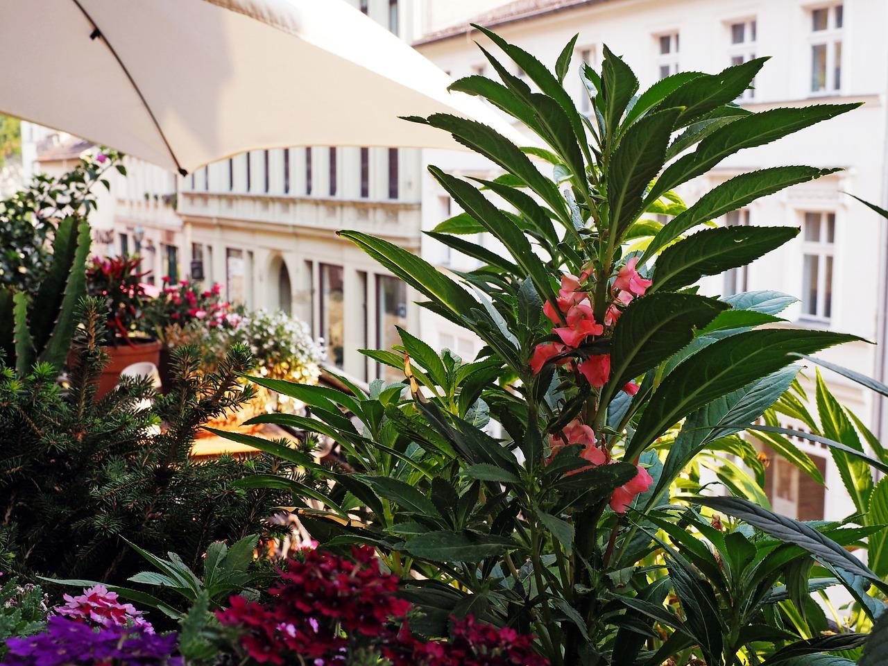 室内适合插什么鲜花