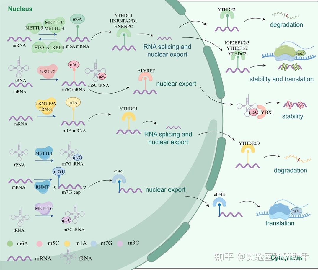 科研干货|一文搞懂甲基化(组蛋白+DNA+RNA) - 知乎