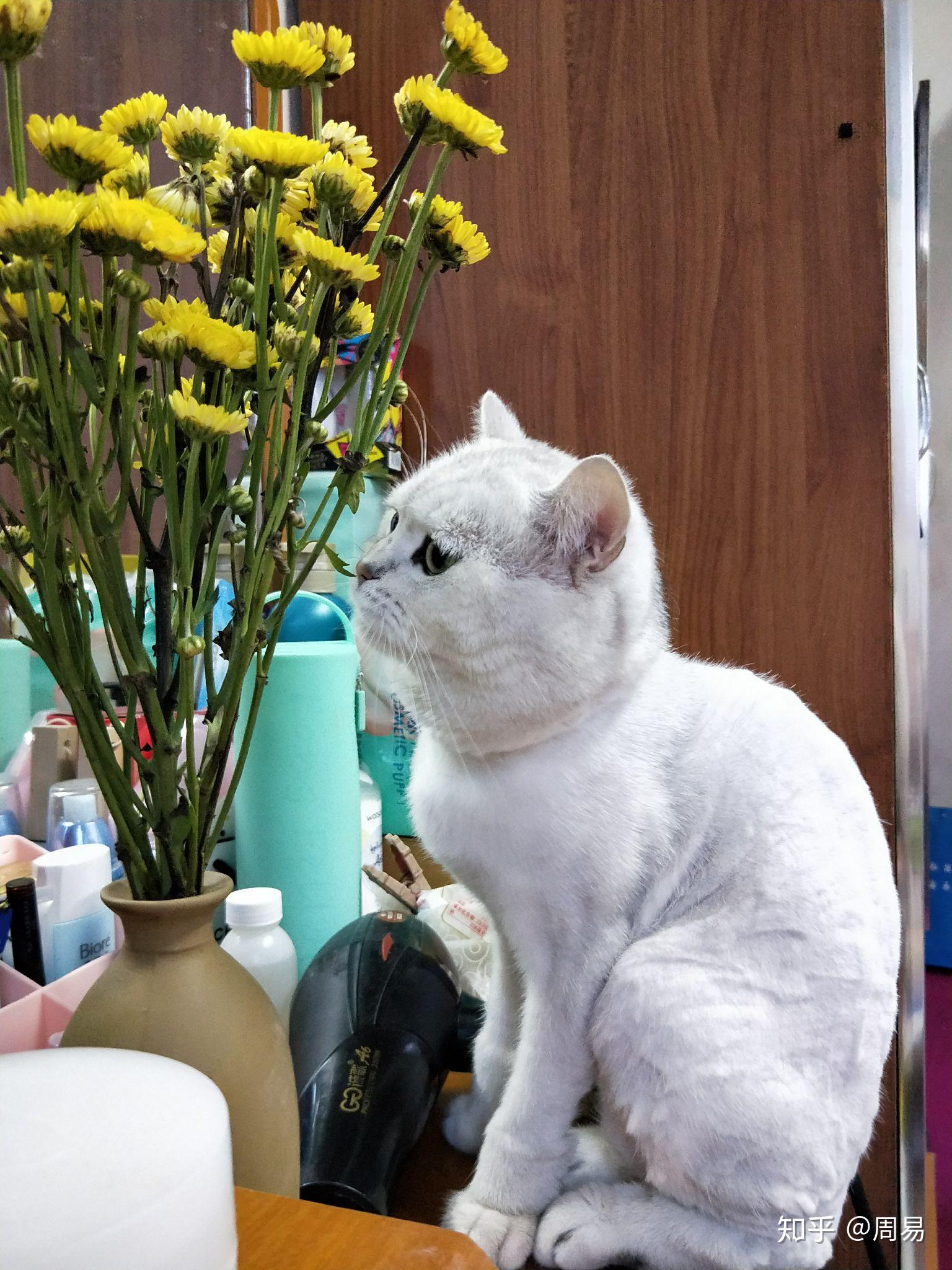 请问银渐层剃毛后毛色会变深吗