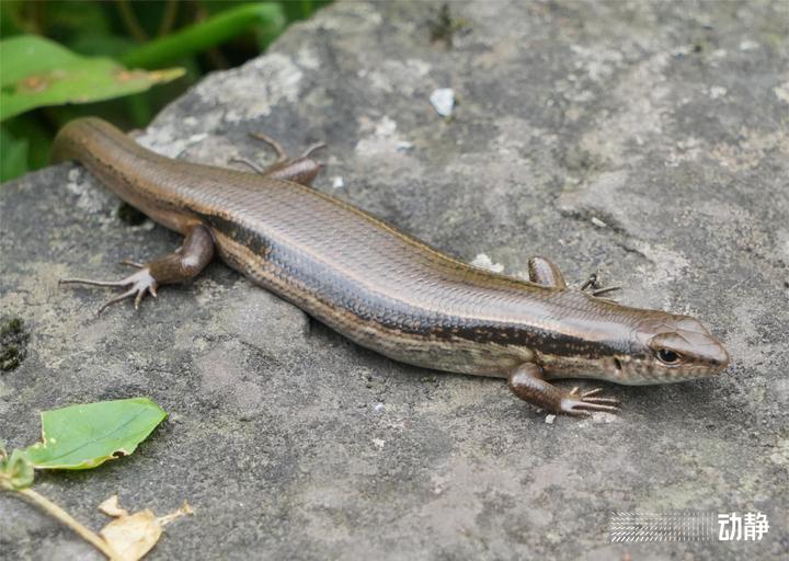 野性贵州 有问必答丨像蛇不是蛇,长着四只脚的石龙子大有来头