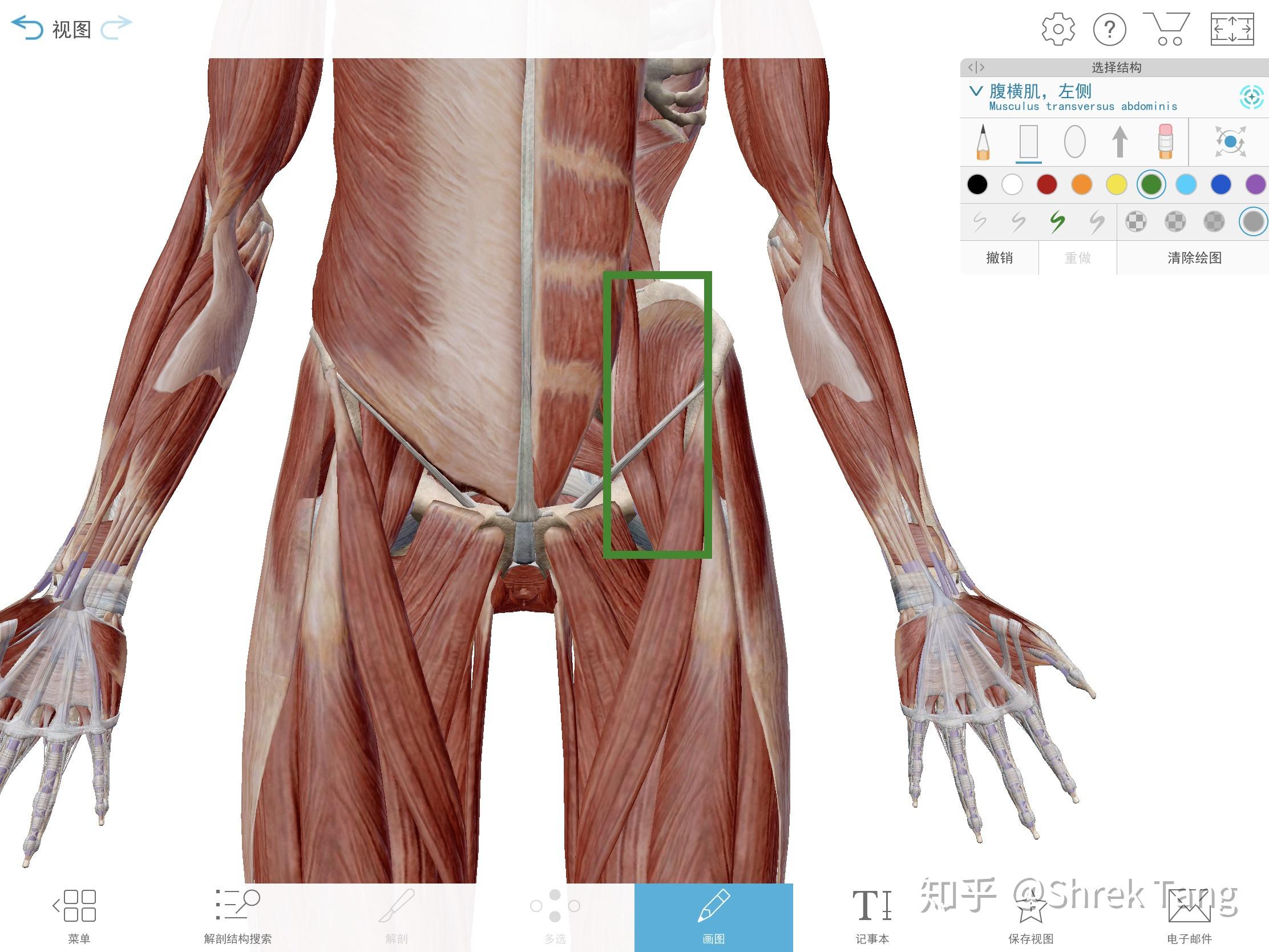 大腿屈曲和深蹲的时候,胯骨那里像有根筋别着是怎么回事? - 知乎