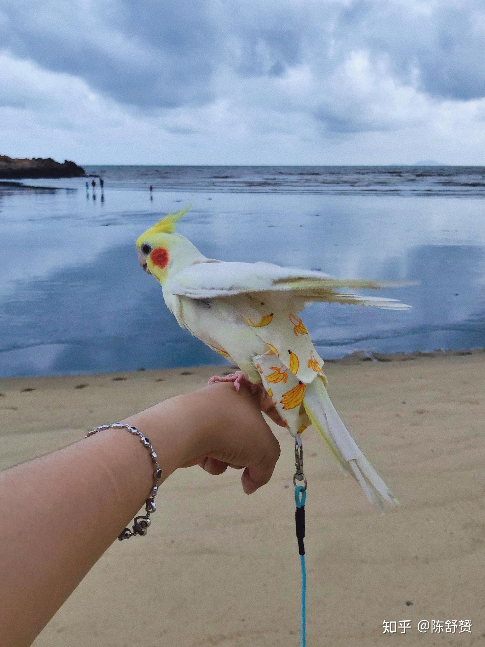 玄凤鹦鹉飞走了会回来吗? - 知乎