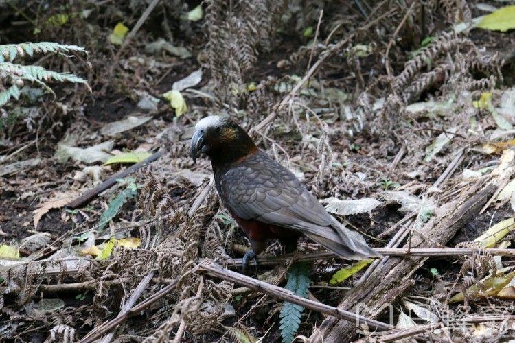 奥克兰动物园展览的动物种类有哪些?