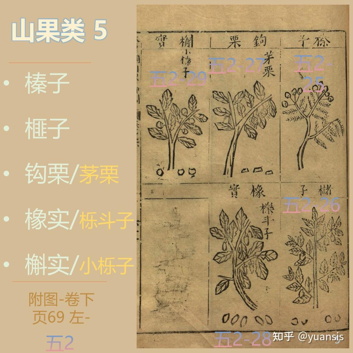 榛子、榧子,橡实、槲实《纲目》果部-山果类5 - 知乎