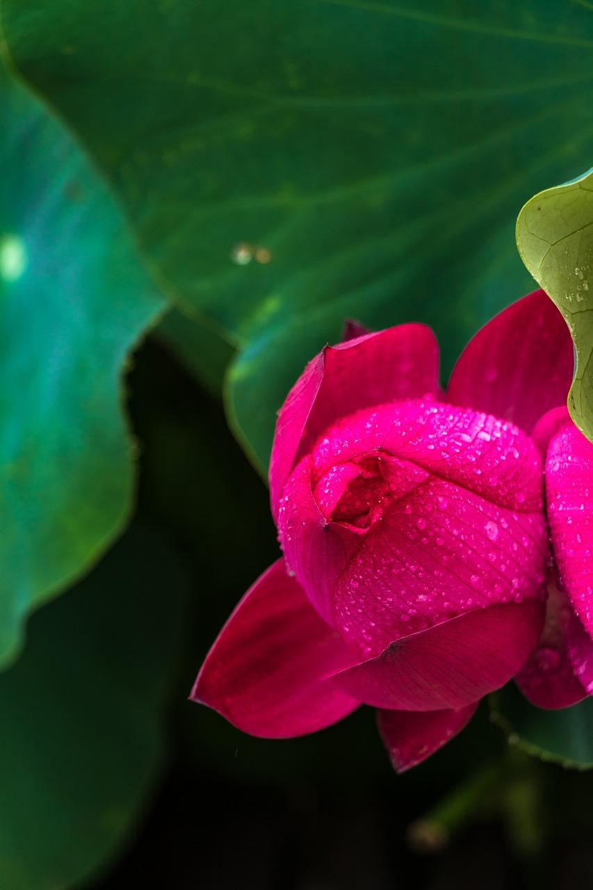 荷叶门设计要点