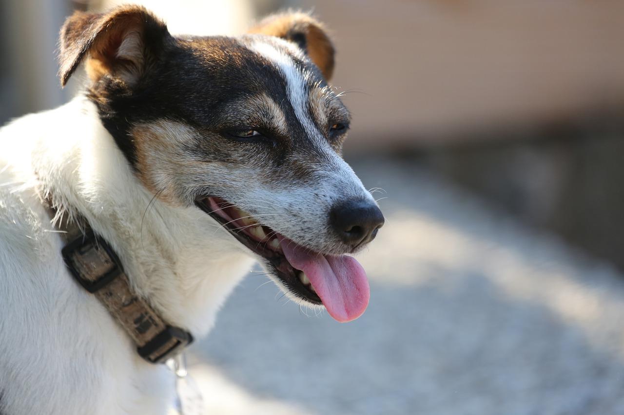 小狗的活泼天性