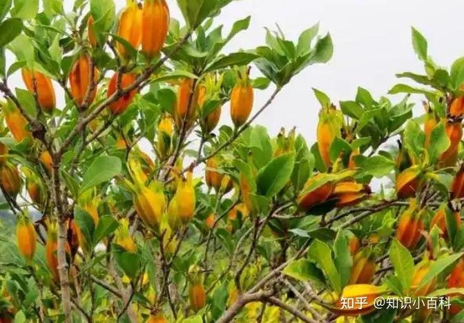 黄栀子种植技术与养护指南:从零开始轻松上手 - 知乎