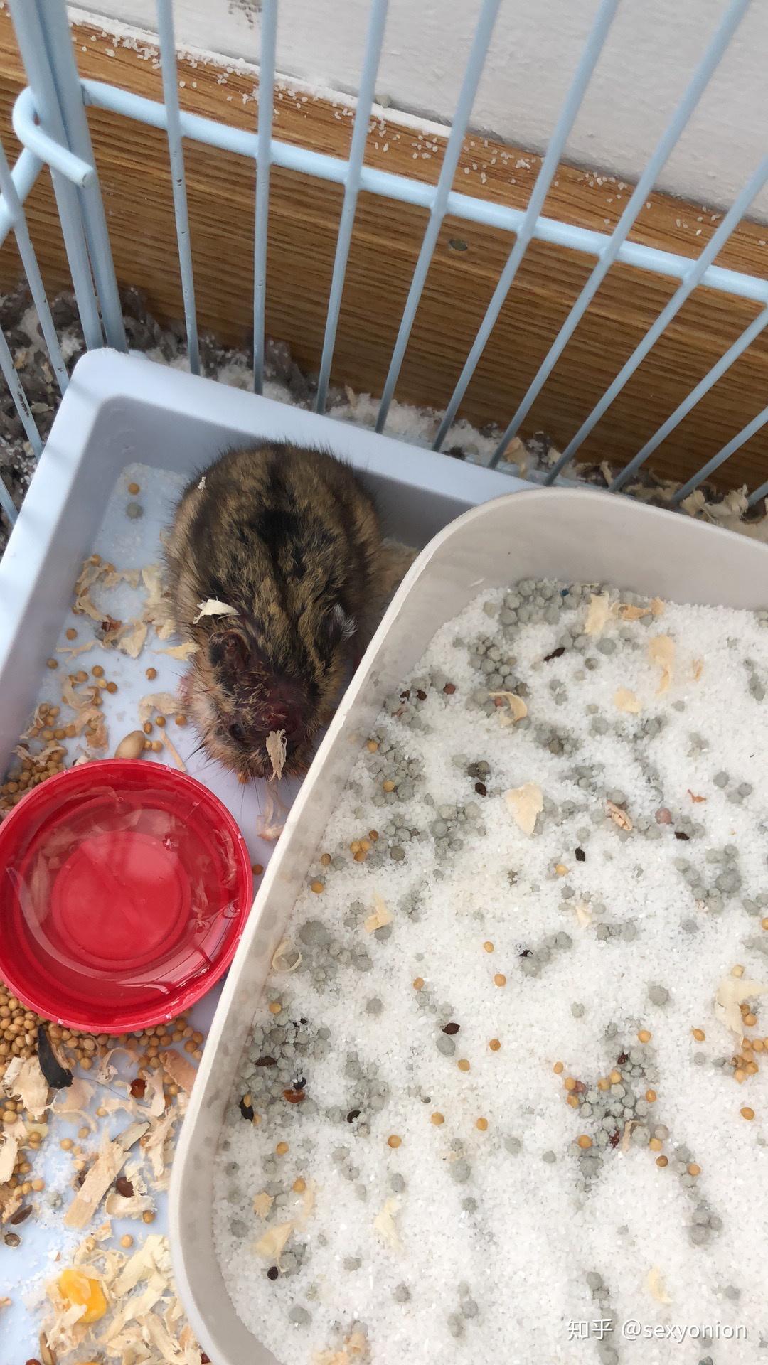 仓鼠可以和虎皮鹦鹉合笼吗? - 知乎