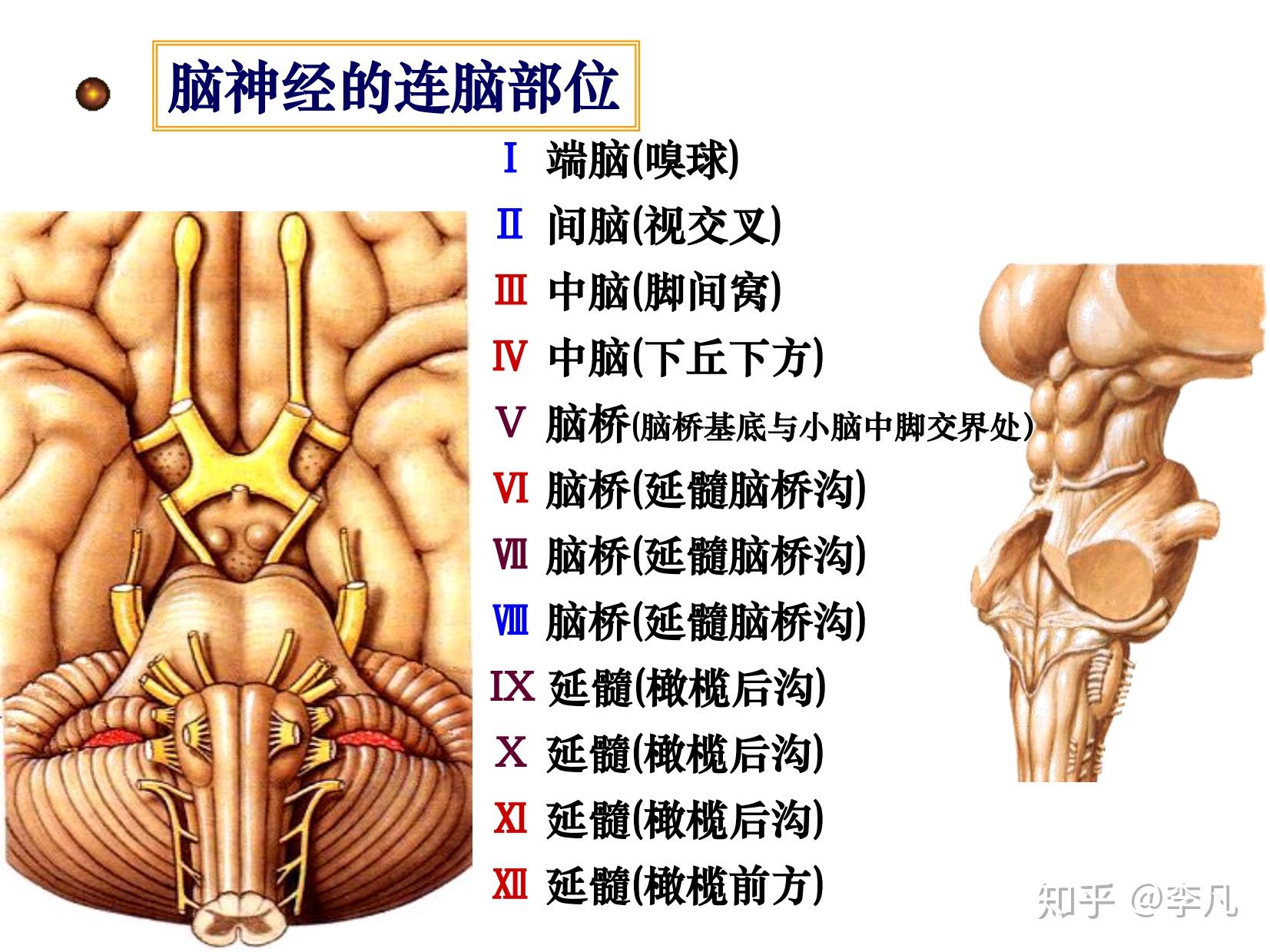 关于智力,有哪些研究? 