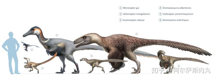 为什么大众仍然不接受鸟类源于恐龙？