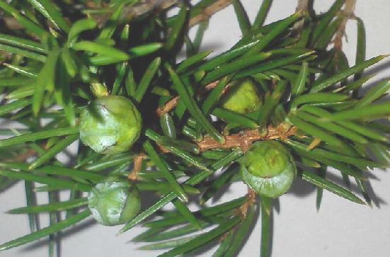 精油知识 | 杜松JUNIPER BERRY - 知乎