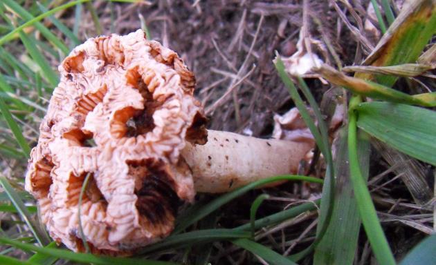 菇迹——黄柄笼头菌