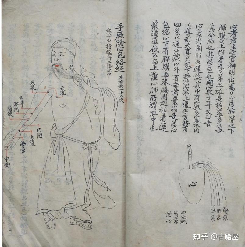 宗营卫三气图,任督解,任脉二十四穴图,十二经脉《经络图要》 - 知乎