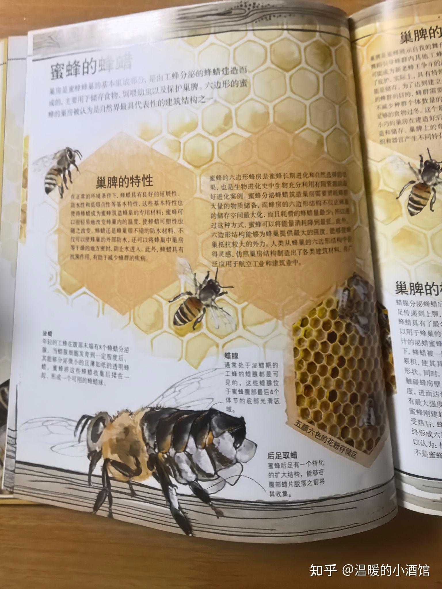 蜜蜂建造蜂巢的具体过程是怎样的?