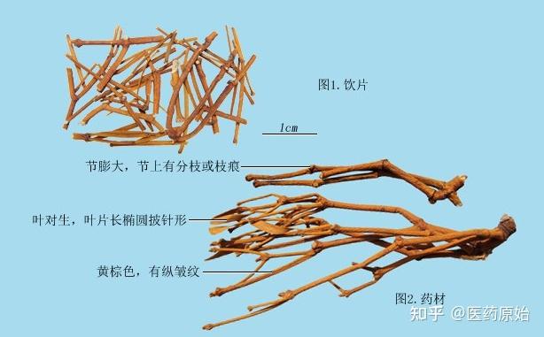 带你识别槲寄生 - 知乎