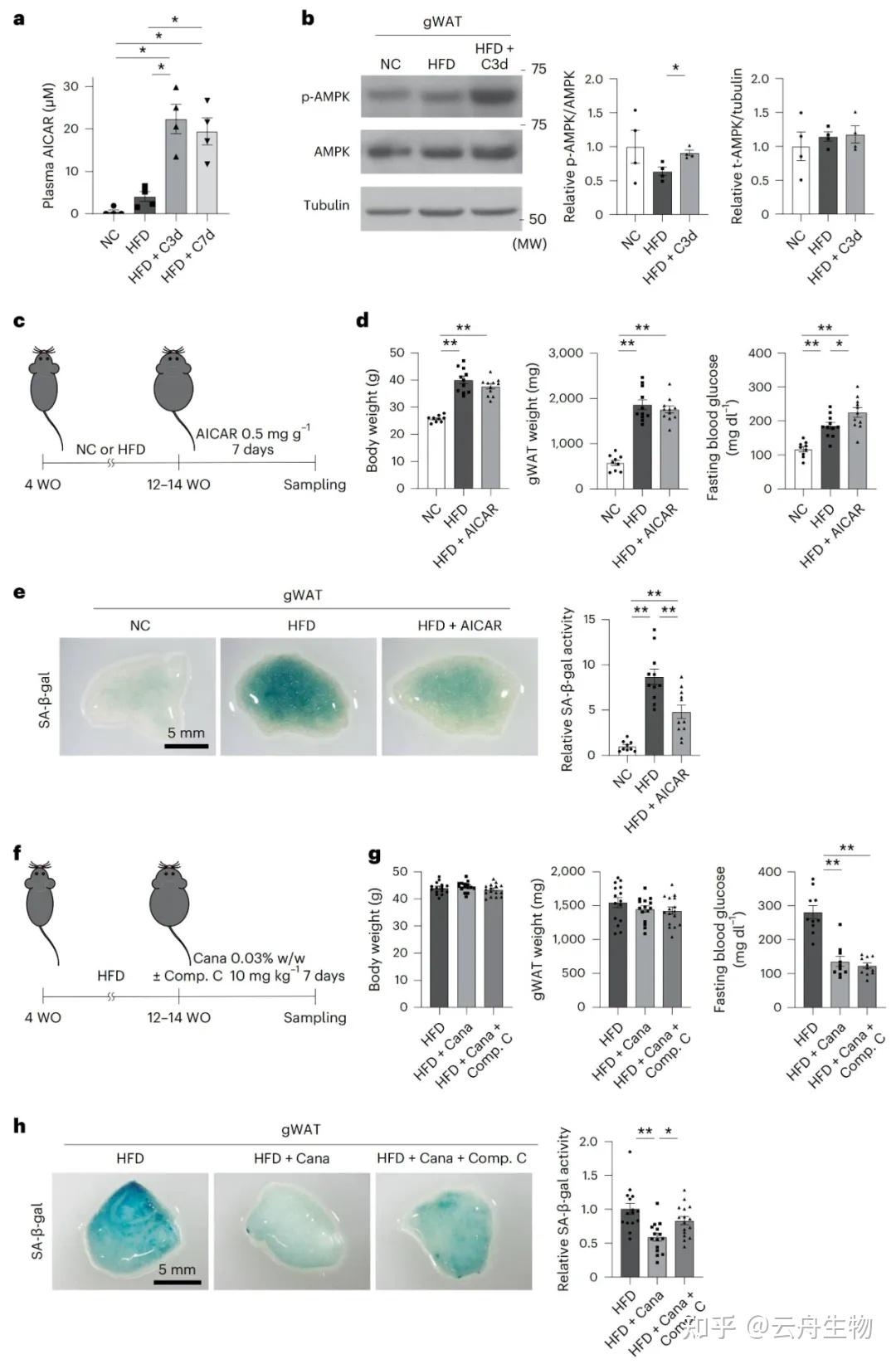 Nature Aging重磅 | SGLT2抑制剂可清除衰老细胞并缓解病理性衰老 - 知乎