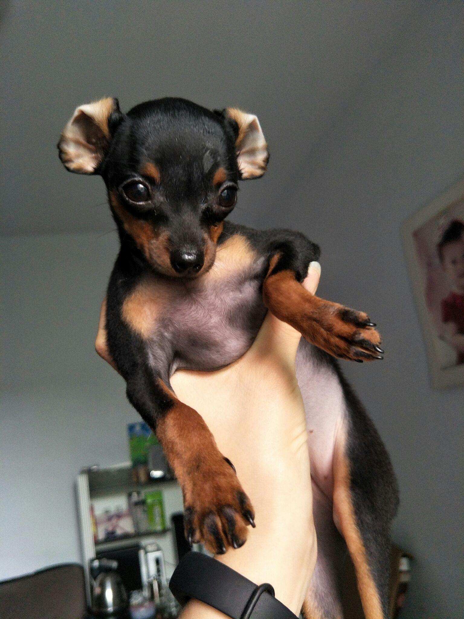 养小鹿犬是什么样的体验有什么好处坏处该品种狗有什么优点和缺点