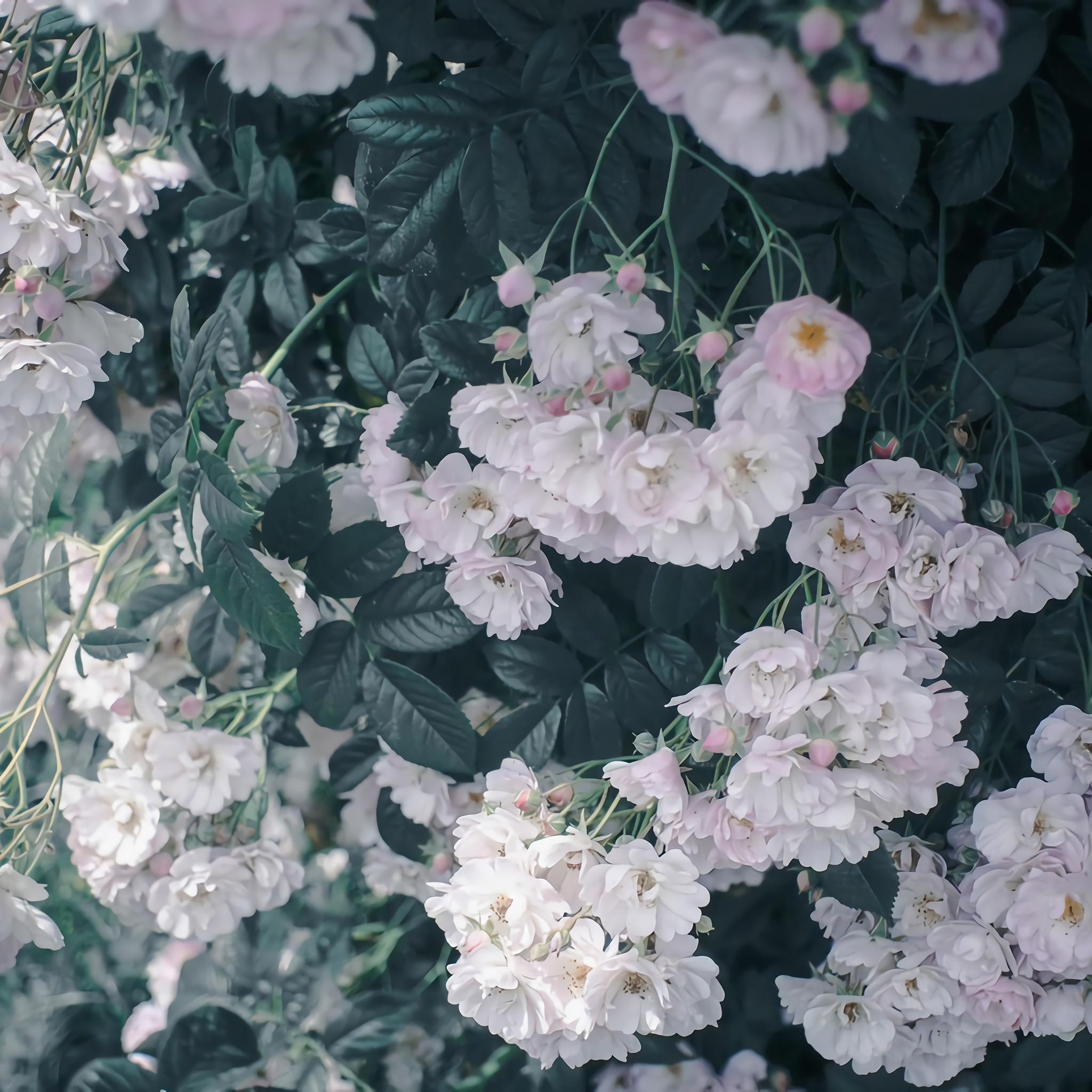 有什么壁纸能让 ipad 横屏和竖屏都合适? - 知乎