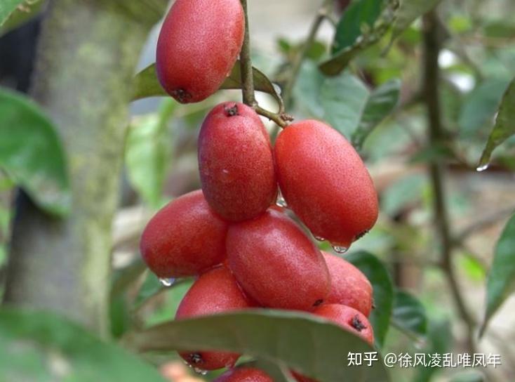 羊奶果能不能吃有什么作用吗