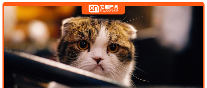能说几句西班牙语脏话吗？ - 知乎
