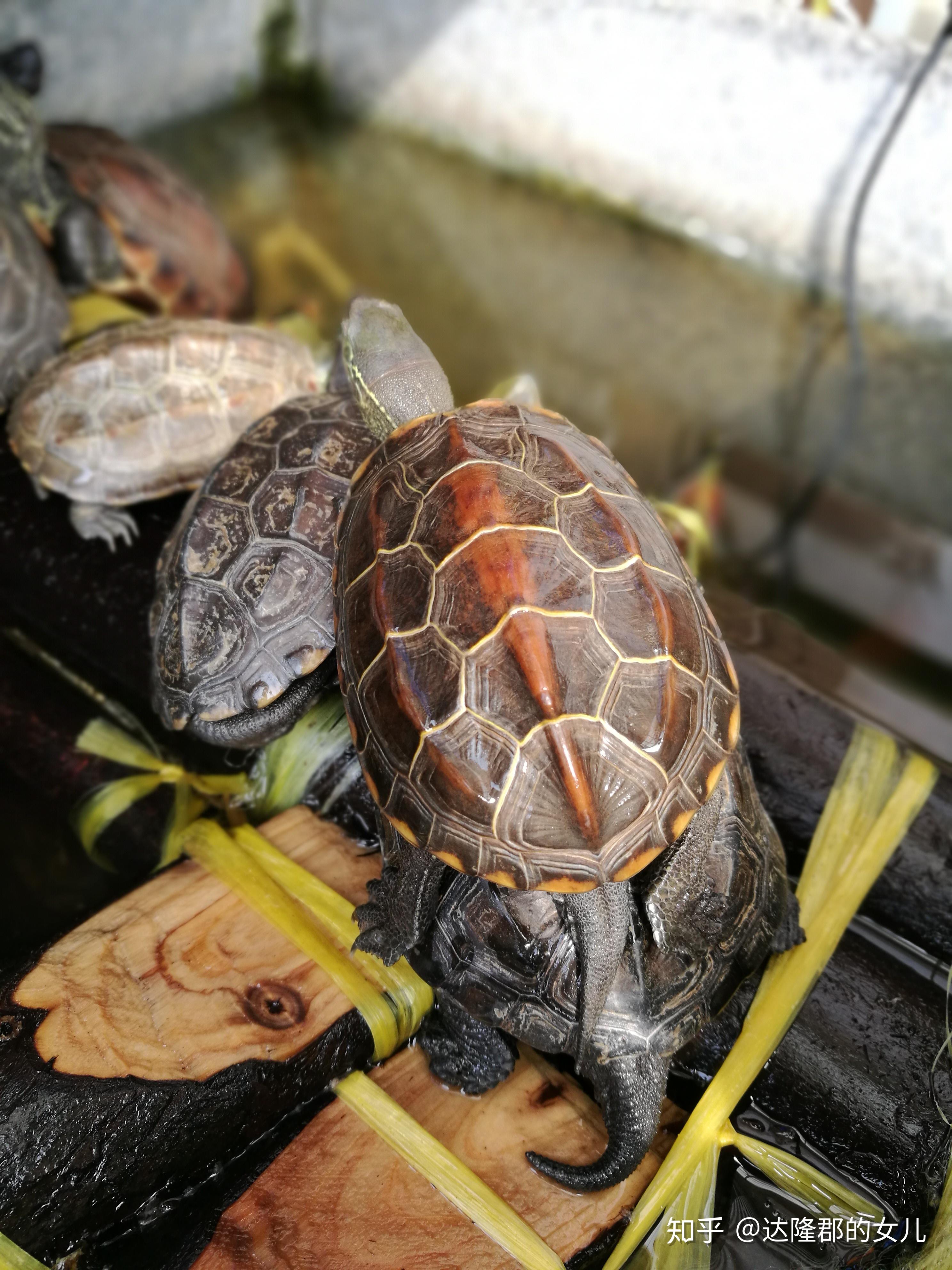 这是中华草龟吗