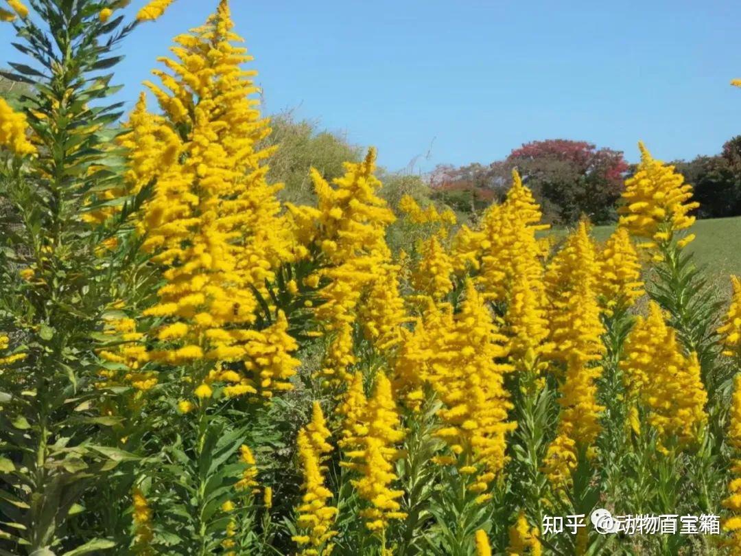 加拿大一枝黄花究竟是什么花?有哪些危害? - 知乎