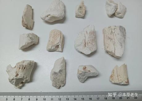 中药龙骨是指什么做的？ - 知乎