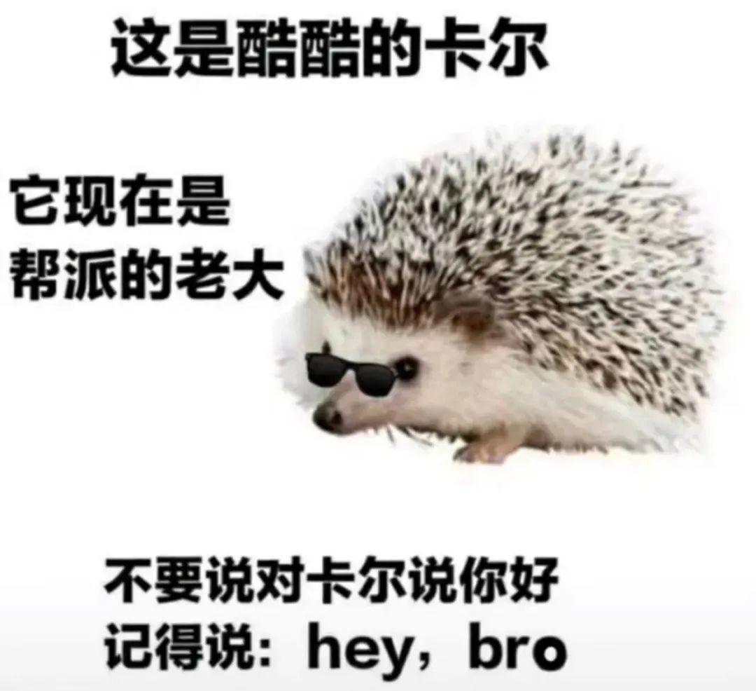 求刺猬卡尔表情包哪哪都找不着