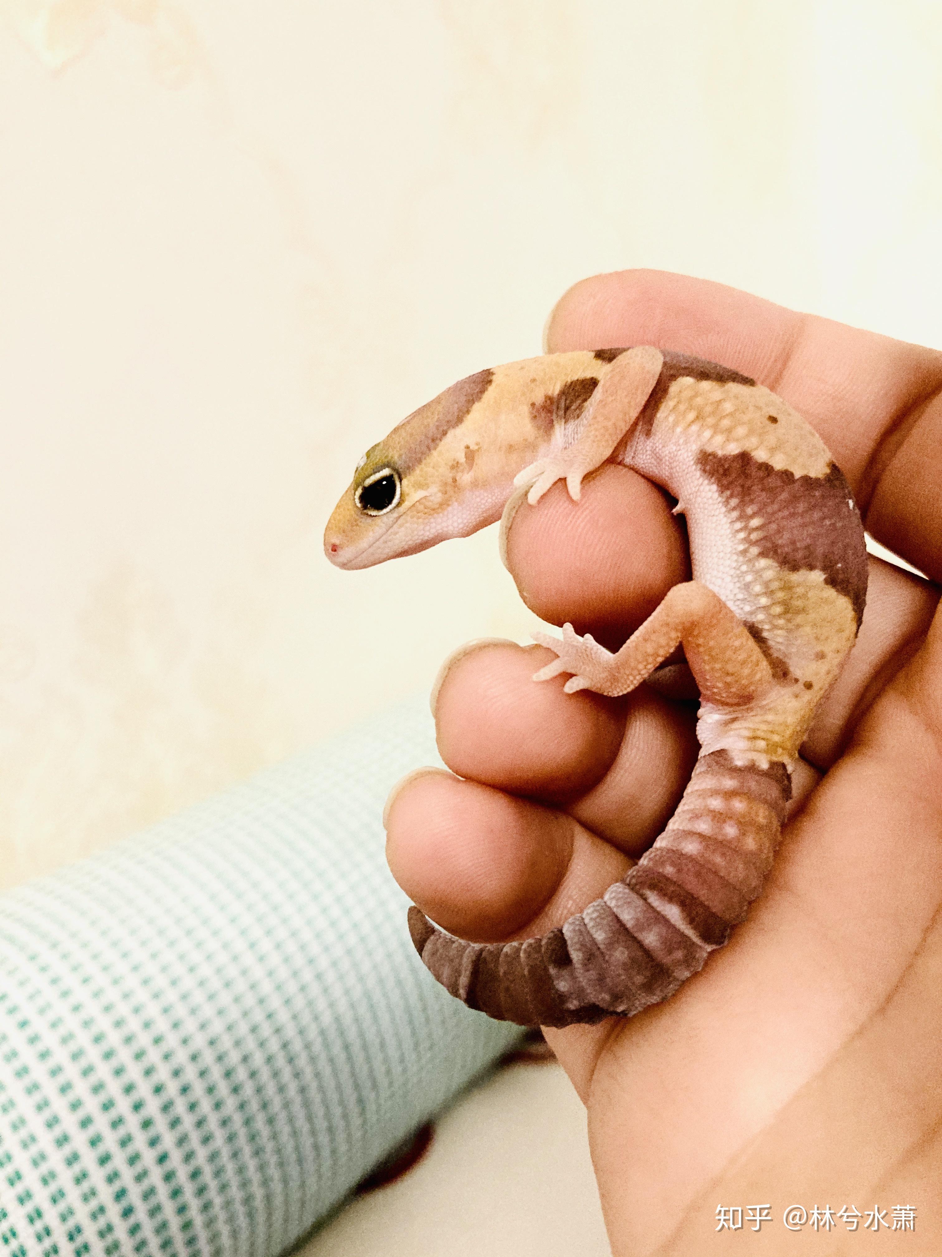 肥尾守宫好养吗,养一只大概多少钱? - 知乎