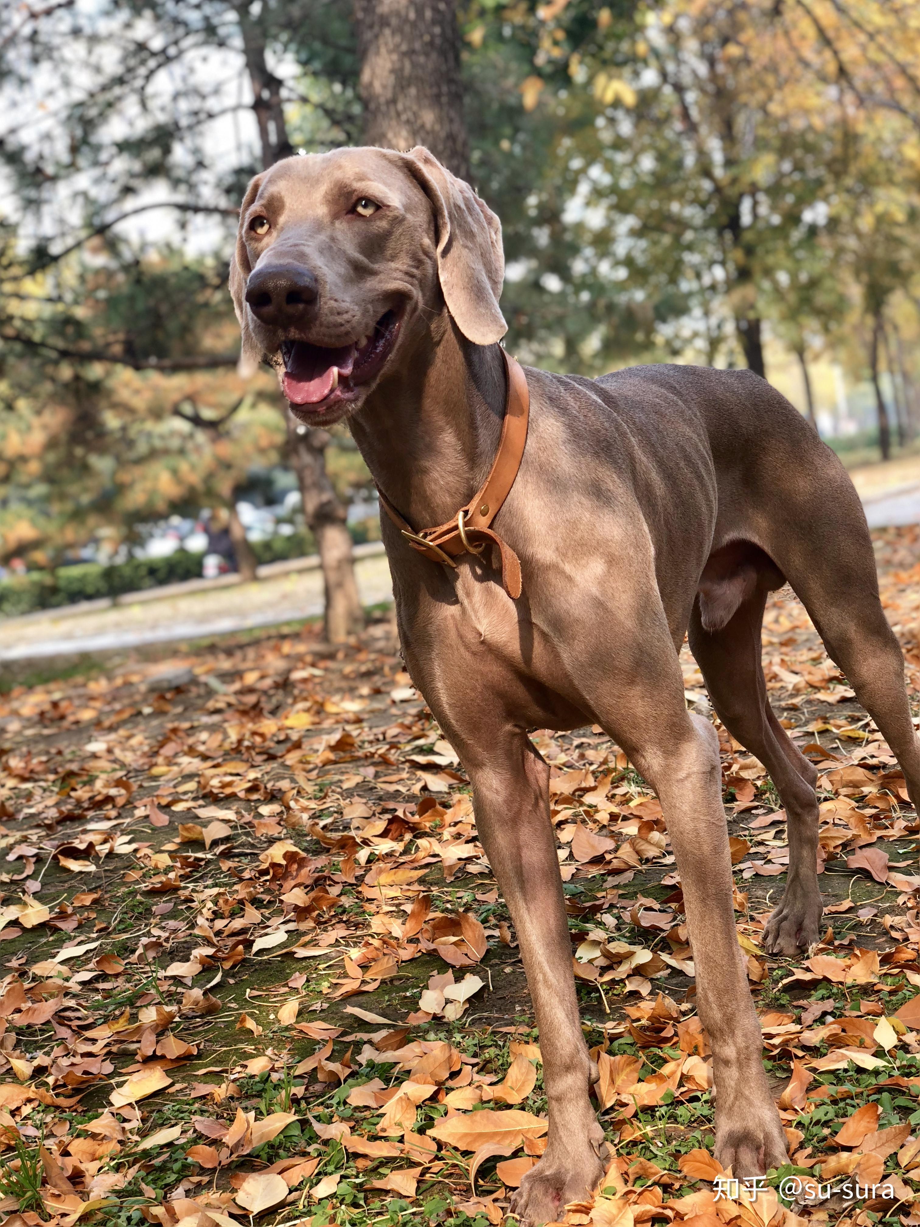 养魏玛犬是一种怎样的体验