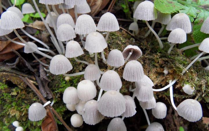 菇迹白色小鬼伞