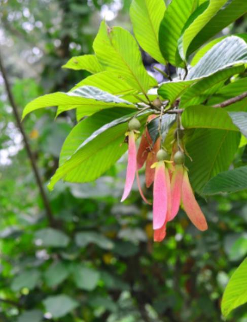 国家Ⅰ级保护濒危珍稀植物:东京龙脑香